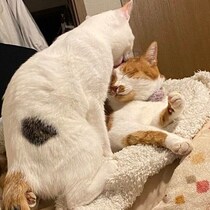 体重200gの子猫を保護→9カ月になった現在、愛情を与えるように毛づくろいする姿にほっこり