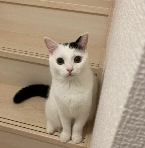 階段に座る生後4カ月のマンチカン