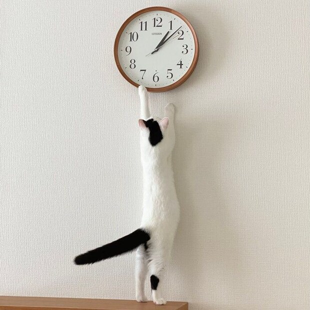 生後4カ月のマンチカン