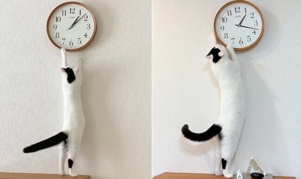 生後4カ月と4才のマンチカン