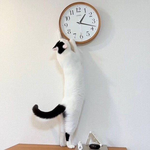 4才のマンチカン