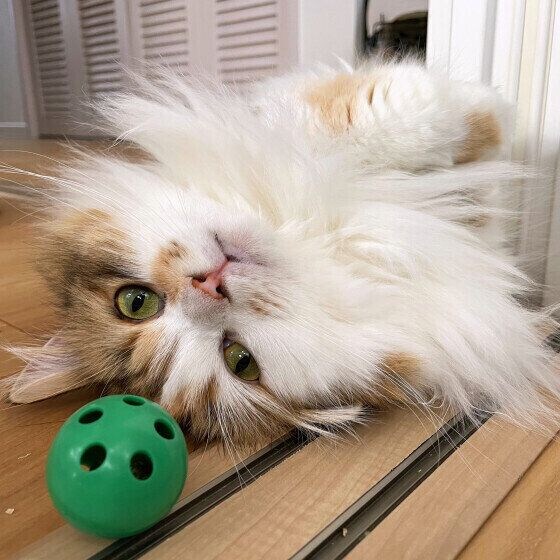 仰向けになるラガマフィン