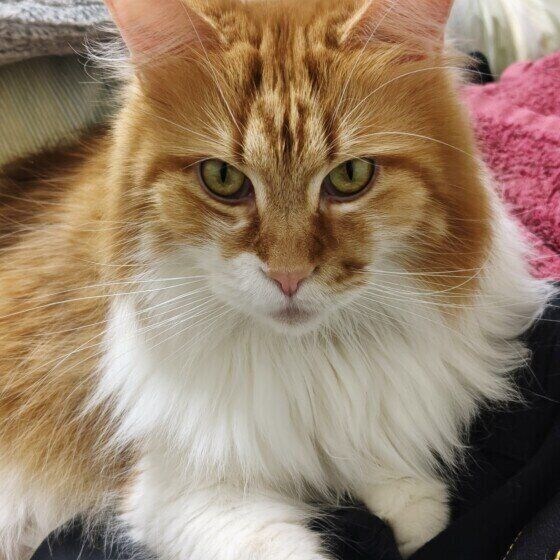 キリッとした表情のメインクーン