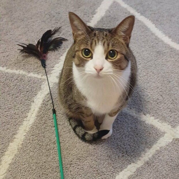 飼い主さんを見つめるちょこ先輩