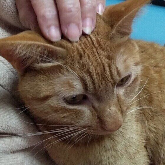 頭をなでられる茶トラ猫