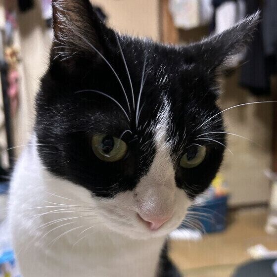 顔を近づける猫