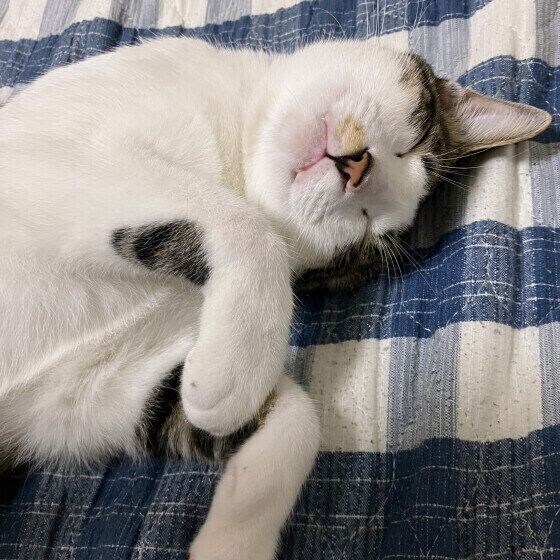 日光浴しながら眠る猫