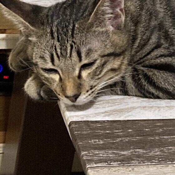 寝落ちするキジトラ猫