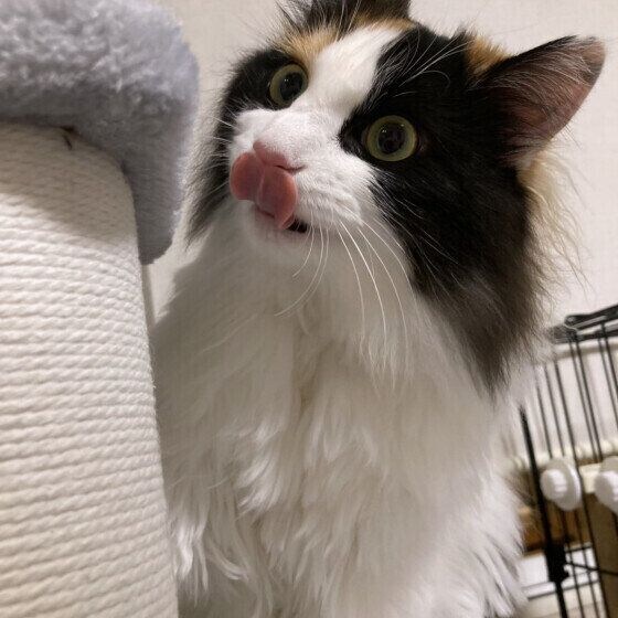 舌をペロッと出すミケ猫