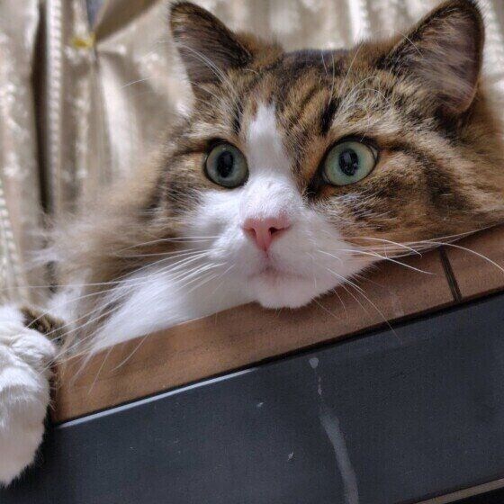 机にあごをのせるサイベリアン