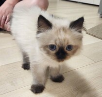 生後2カ月→10カ月で毛色がこんなに変わった！　ヒマラヤンの子猫の成長ビフォーアフターが愛らしい