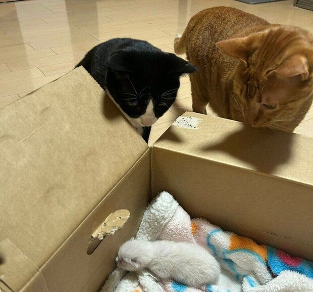 保護したばかりのころのゆりちゃん