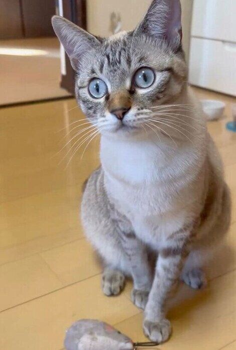 おもちゃで遊んでほしいゆりちゃん