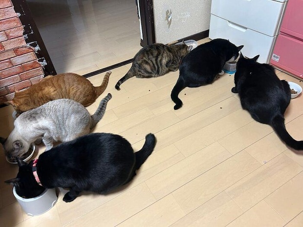 仲良くゴハンを食べる愛猫たち