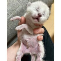 育児放棄された生後4日の白い子猫を保護→1才目前の今、毛色が激変!?　見事な変化にびっくり