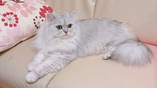 ソファーでくつろぐペルシャ