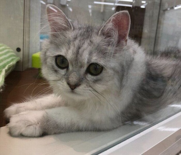 生後約半年のペルシャ