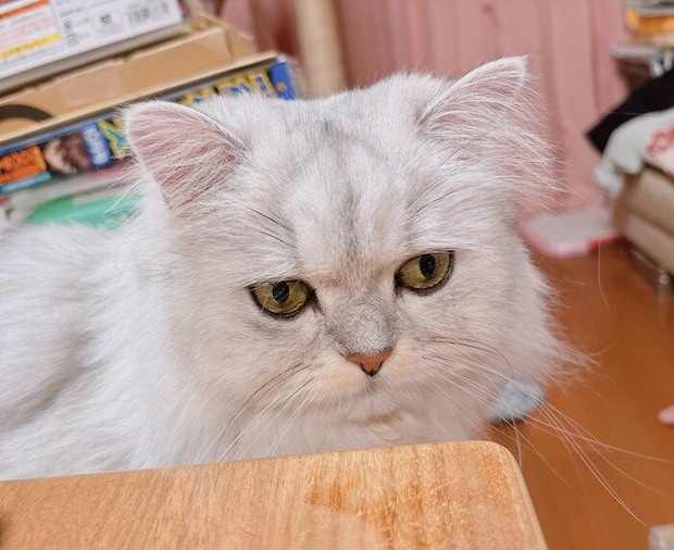 まったりしているペルシャ