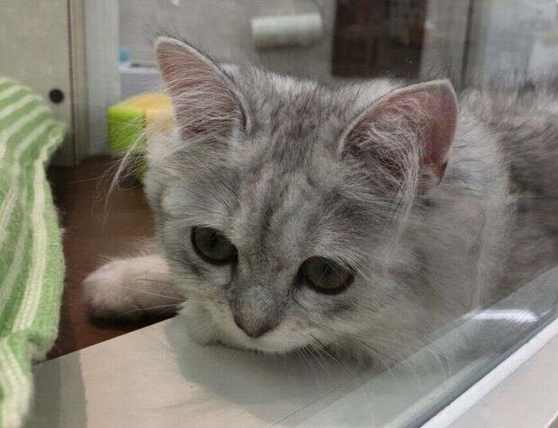 生後約半年のペルシャ