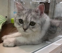 ションボリしている様子だった子猫→7年後、表情が豊かになり「良い表情になったなぁ」と感慨深い気持ちに！