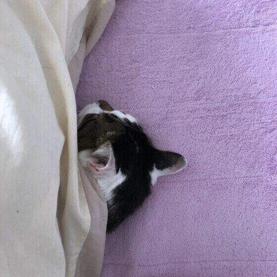 お家でぬくぬくキジトラ