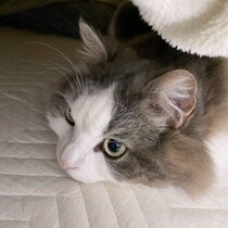 寒いから？　猫が「布団に入ってくる」理由を獣医師が解説