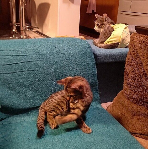 お迎えした当時のむぎくんと、避妊手術後のはなちゃん