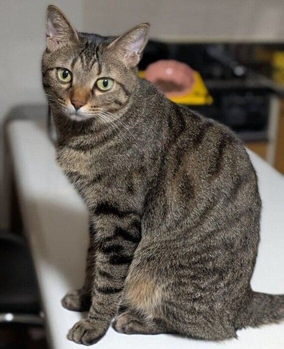 すましたように座るむぎくん