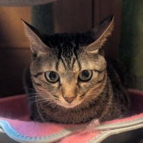 おでこにイニシャル「M」の模様がある保護猫を家族に！頑張って生きた過去を想像して涙したことも