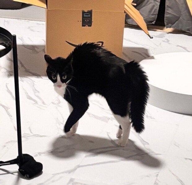 こちらも、“強やんのかポーズ”をするしゃちくん