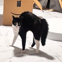 追いかけっこで気づいた愛猫の変化！“やんのかポーズ”の大きさの違いはテンションの差だった？