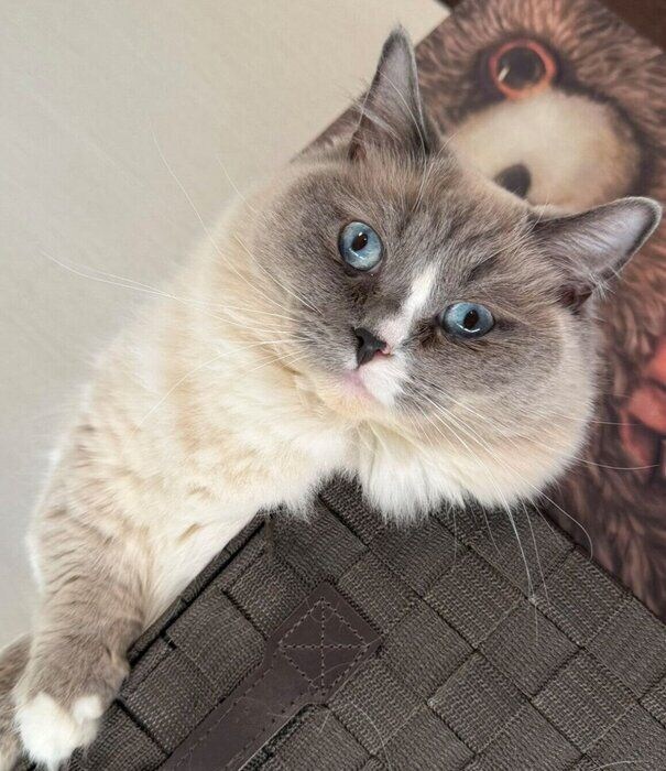 見つめるココくん