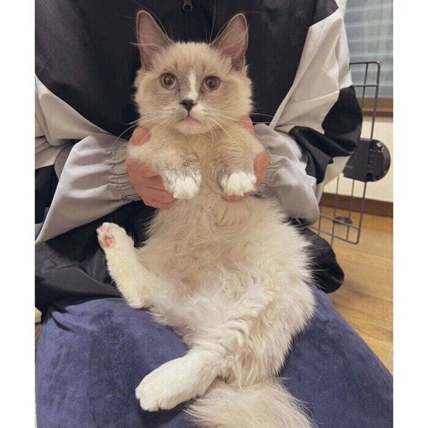 お迎えして数日が経ったころ、生後6カ月のココくん