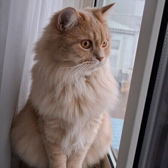 外を眺めるスコティッシュフォールド