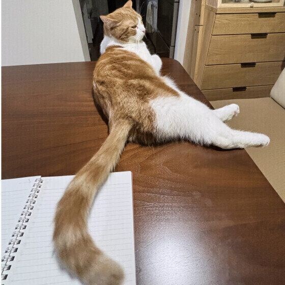 スコティッシュフォールドの烏龍くん