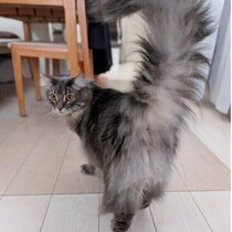 甘えたいときのサイン？ 猫がしっぽを巻きつけてくる理由を獣医師に聞いた！