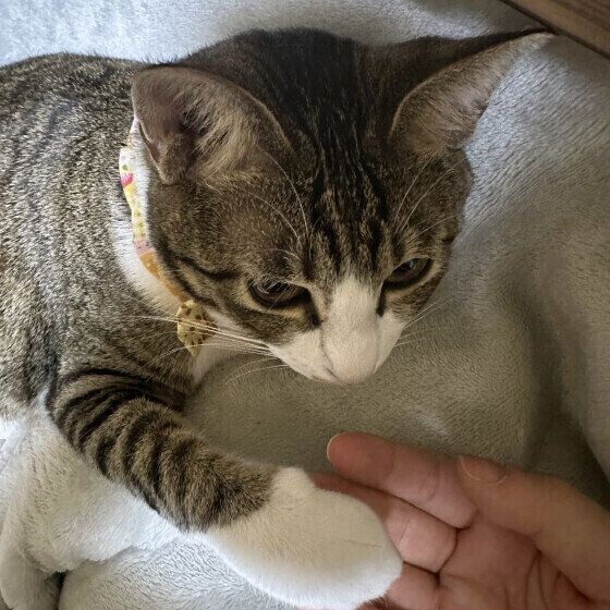 ママと握手キジトラ