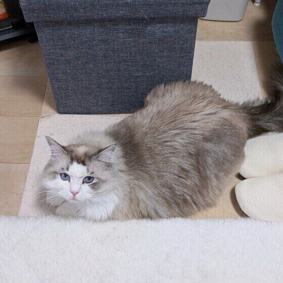 視線で訴えるラグドール