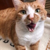 突然「アオーン」と鳴く愛猫…何を伝えたいの？注意が必要なケースも解説