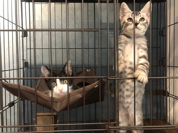 ケージに入っている2匹の子猫