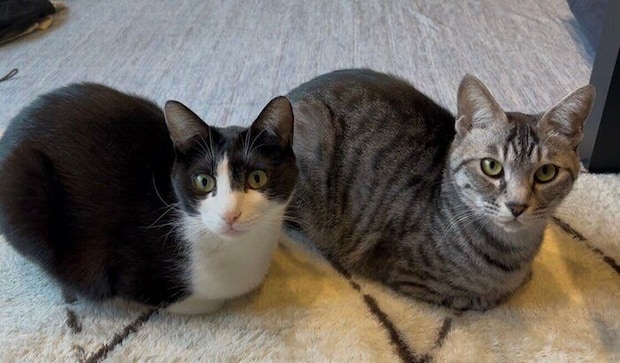 飼い主を見つめる2匹の猫