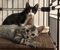 2匹の保護子猫の兄弟と家族に→やんちゃさに圧倒される日々を乗り越え、3才の現在は「そこにいて当たり前の存在」に！