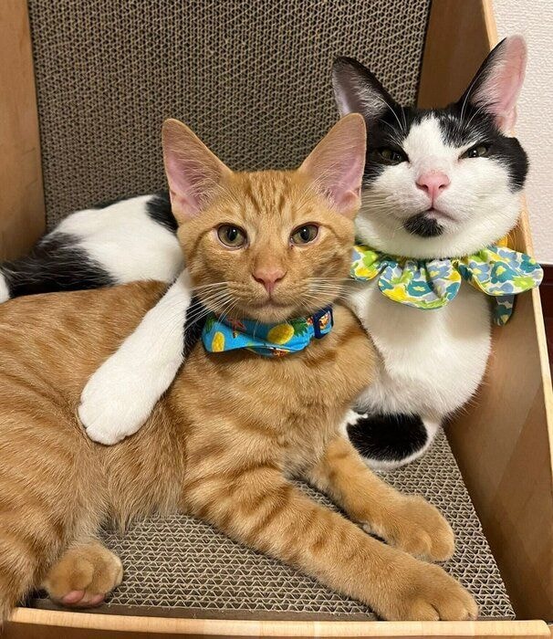 嵐くんと先住保護猫・桐丸くん