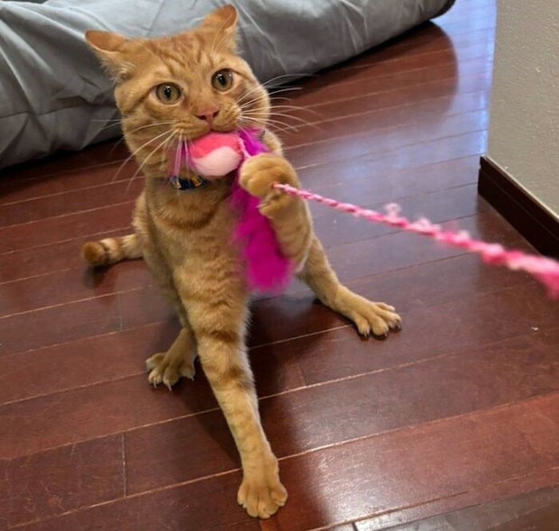 おもちゃで遊ぶ嵐くん