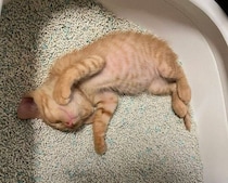 トイレの中でコテンと寝ていた保護子猫→1才8カ月の今、得意げな顔でいたずらする無邪気なコに！