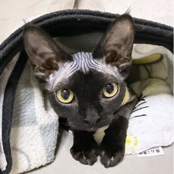 デボンレックスの珊瑚ちゃん