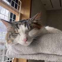 猫も狂犬病になるの？　ワクチンの必要性などについて獣医師に聞いた