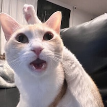 猫のスリスリ・クンクンに隠れた本音は？　ニオイに関する3つのしぐさの意味