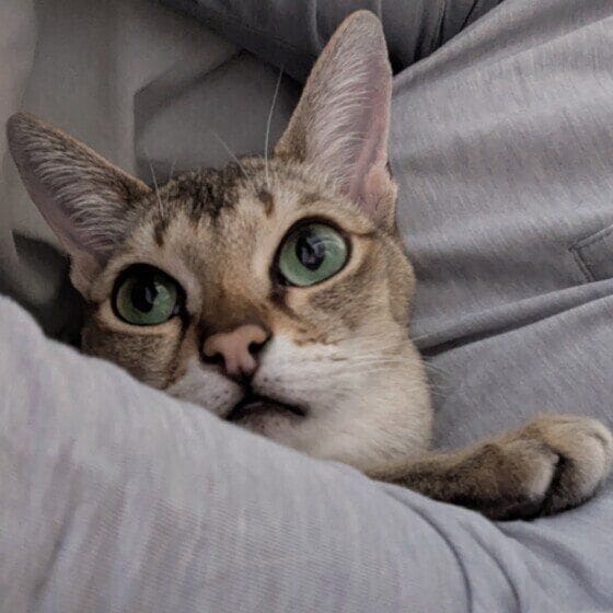 寝正月シンガプーラ