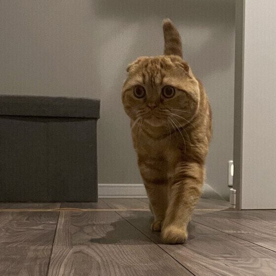 興味深げに歩くスコティッシュフォールド